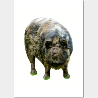 KuneKune just looking at You Posters and Art